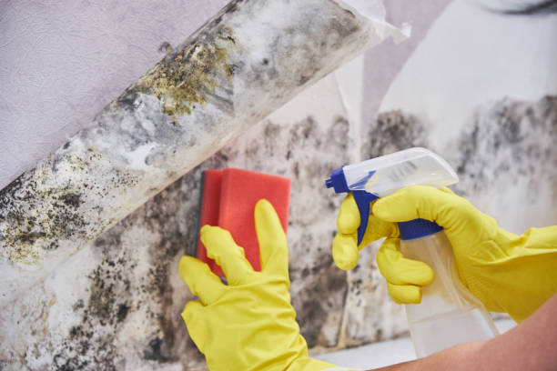 Best Black Mold Removal  in Norco, LA